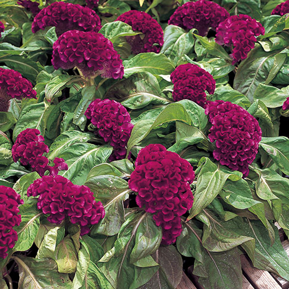 Целозия гребенчатая Армор Парпл (50шт) Витагрин Профи