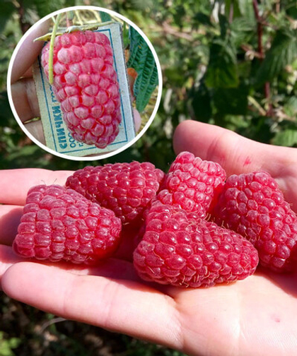 Малина крупноплодная Патриция