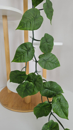 Лиана каменноломка / Арт 4099