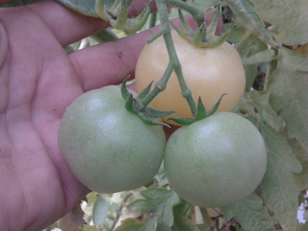 Помидоры Super Snow White