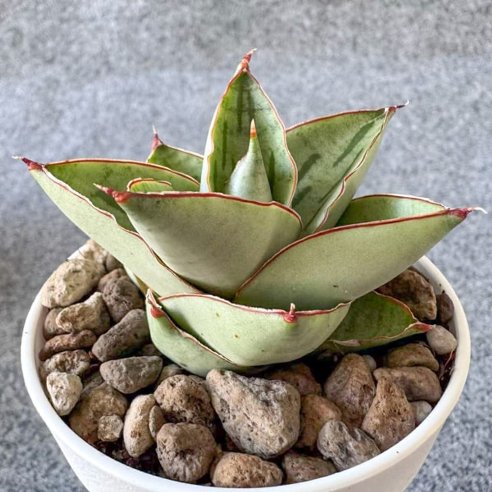 Сансевиерия RAYDIATA