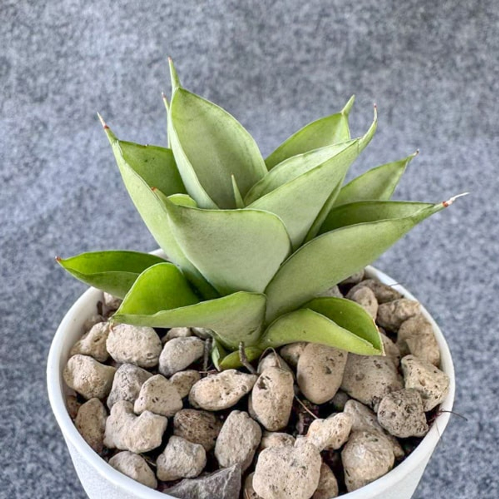 Сансевиерия WHISPERING