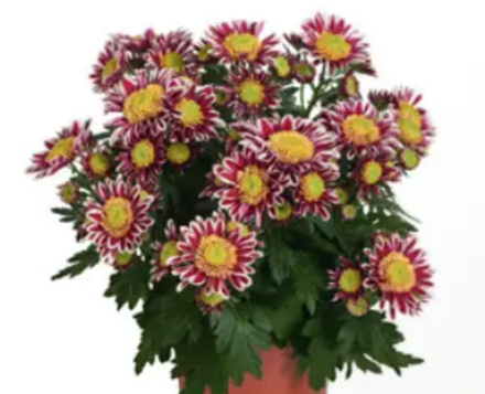 ЕВРО Хризантема горшечная Sunda укорененный черенок ОКС