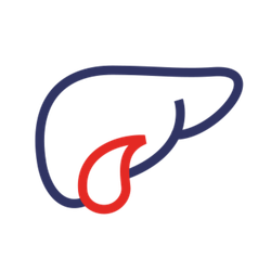 Здоровье печени