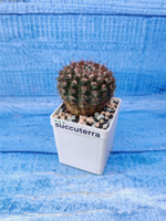 Notocactus Submammulosus (Нотокактус)
