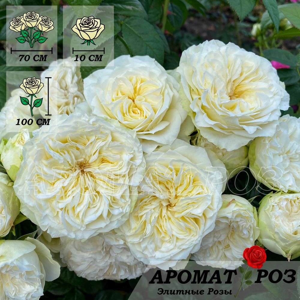 Винтэр Лодж (Winter Lodge)