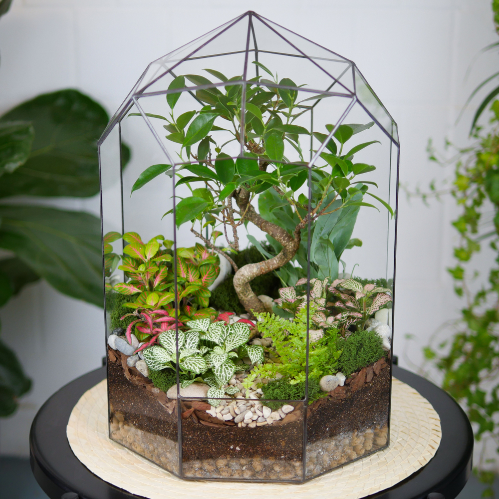 Готовый флорариум Ботанический сад Фикус XL