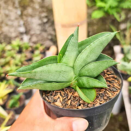 Сансевиерия SAHARA