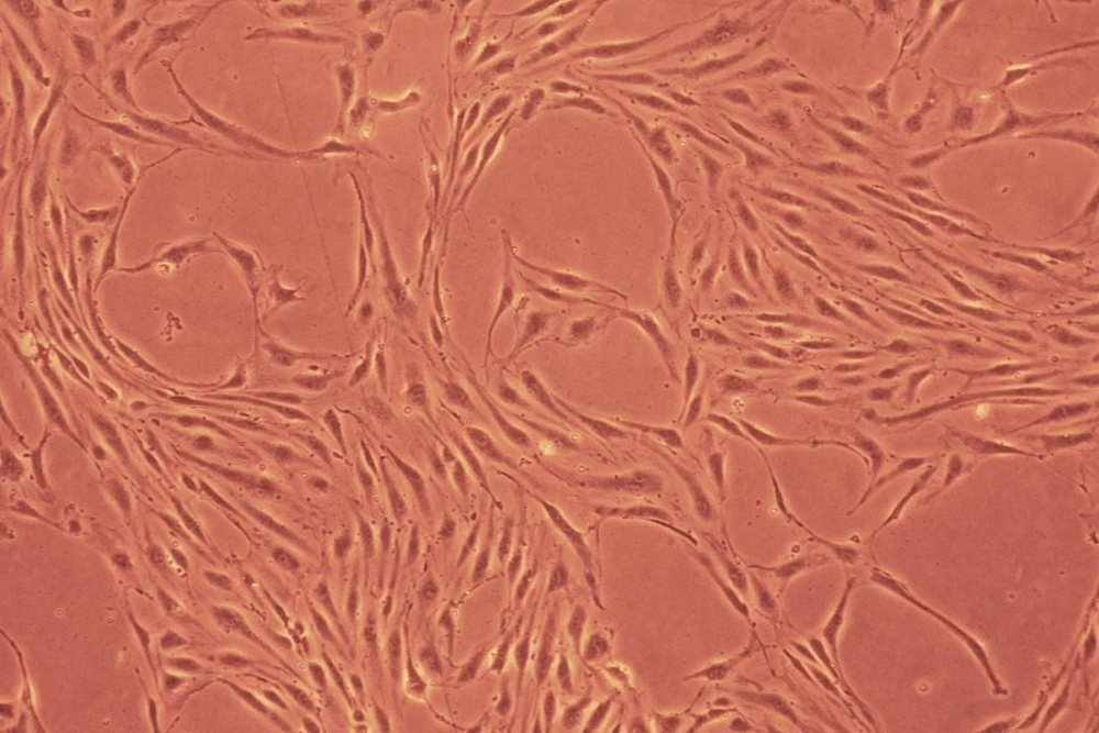 Проведение исследований на культурах клеток