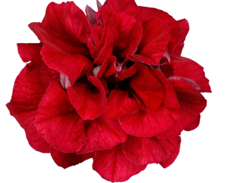 ЕВРО Petunia SURFINIA DOUBLE Red неукор черенок ноябрь 2025
