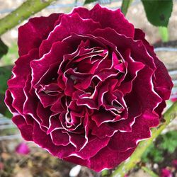 Барон Жиро де Лейн (Baron Girod de L’Ain)