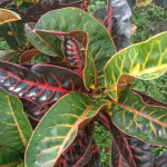 Кротон DAMAR WULAN