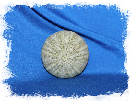 Зеленый панцирь морского Ежа