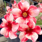 Адениум SAEN RAK