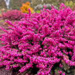 Эрика Атрорубра