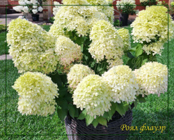 Гортензия метельчатая Роял Флауэр- королевский цветок (Hydrangea paniculata `Royal Flower`)