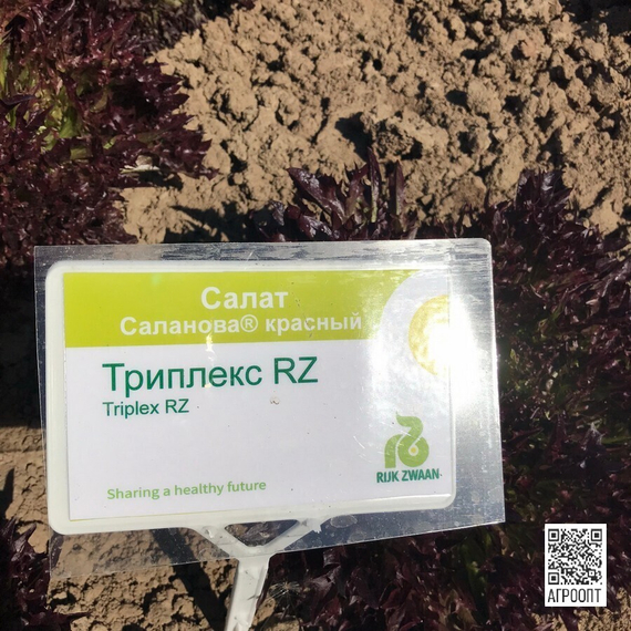 Триплекс семена салата хрустящего с сильно рассеченным листом (Rijk Zwaan / ALEXAGRO) культура – фото 4