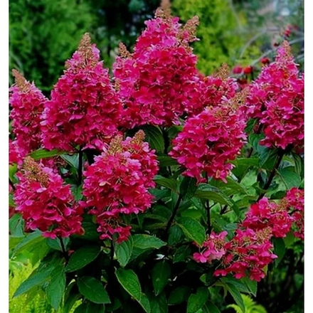 «Вимс Ред» (Wim’s Red) Метельчатая Гортензия Р9