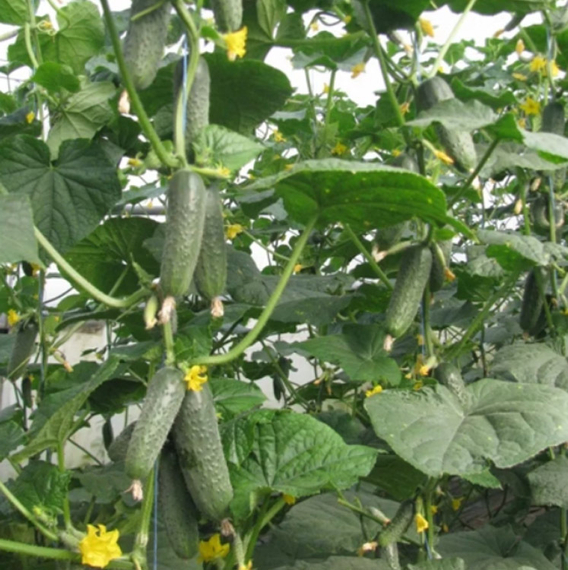 ЛЕНАРА_F1_огурец_Rijk_Zwaan_культура – фото 3