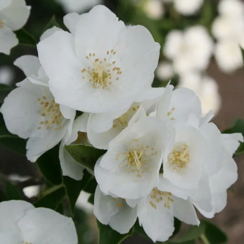 Жасмин (чебушник)