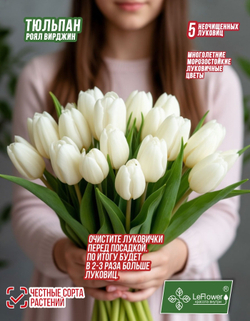 Тюльпан Луковица, Роял Вирджин, 5+шт