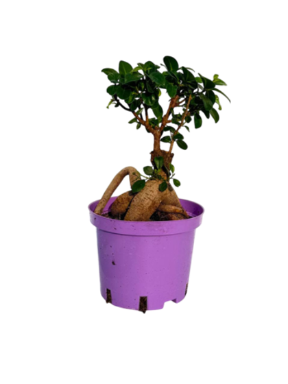 Фикус Гинсенг д.17 СП