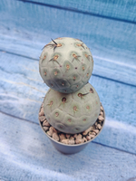 Tephrocactus Geometricus (Тефрокактус)