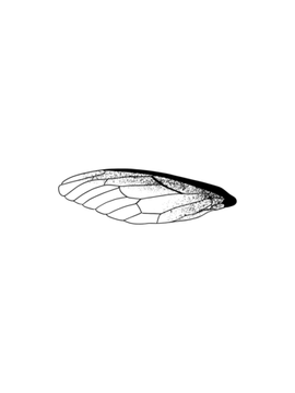 insect wing