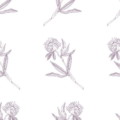 Луговой клевер