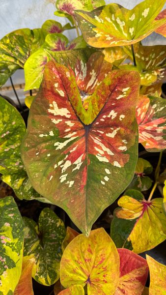 На ферме каладиумов в Таиланде. Ноябрь 2025. Часть 1 На ферме каладиумов в Таиланде. Ноябрь 2025. Часть 1