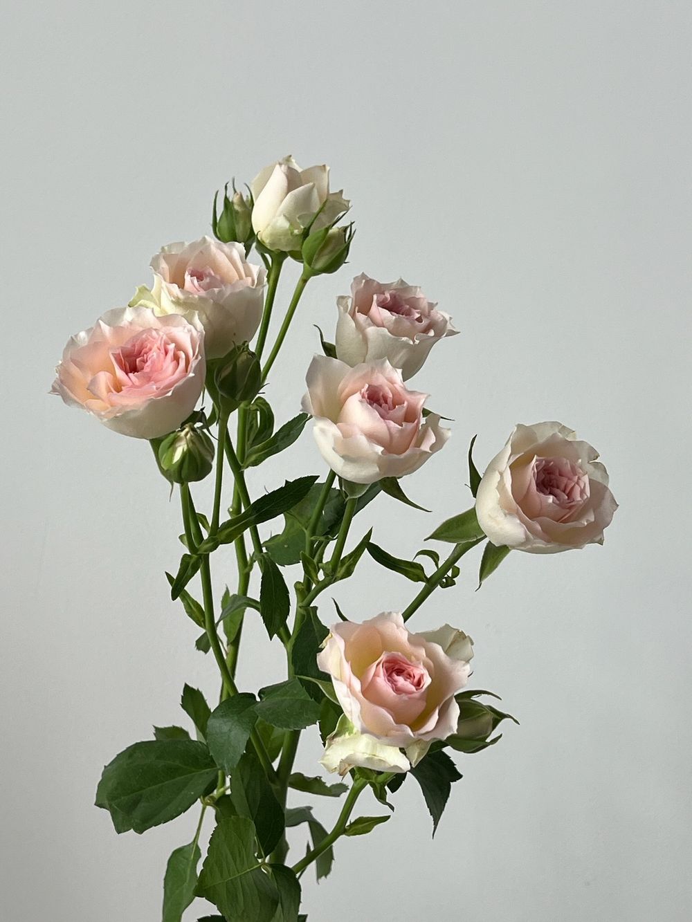 Кустовая роза в нежном оттенке