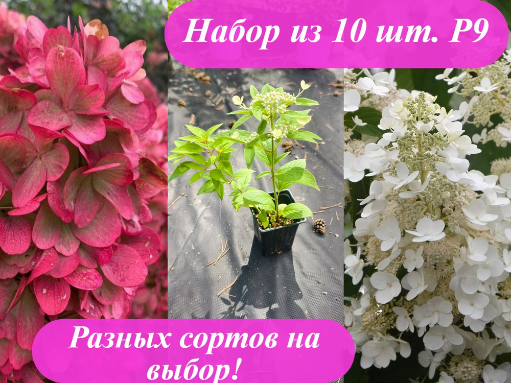 Набор 10 штук Р9