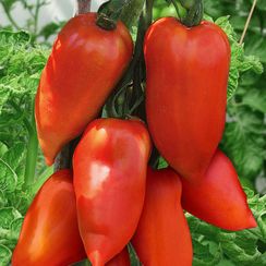 КОРНАБЕЛЬ F1 семена томата (Vilmorin | Alexagro)