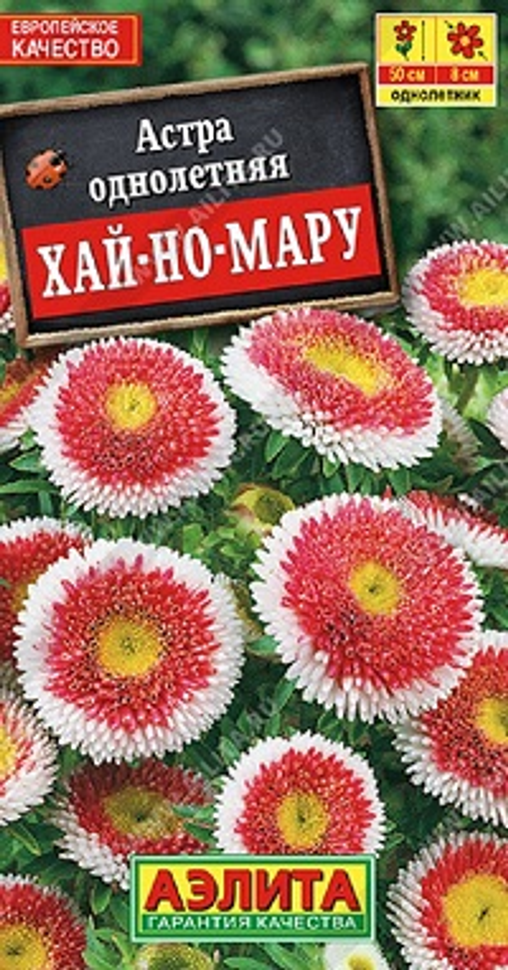 Астра Хай-но-мару помпонная