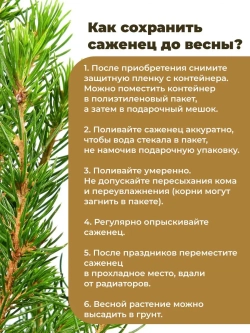 Саженец Ель обыкновенная новогодняя