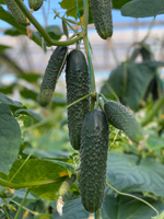 Баде F1 семена огурца партенокарпического ( Yuksel Tohum / )