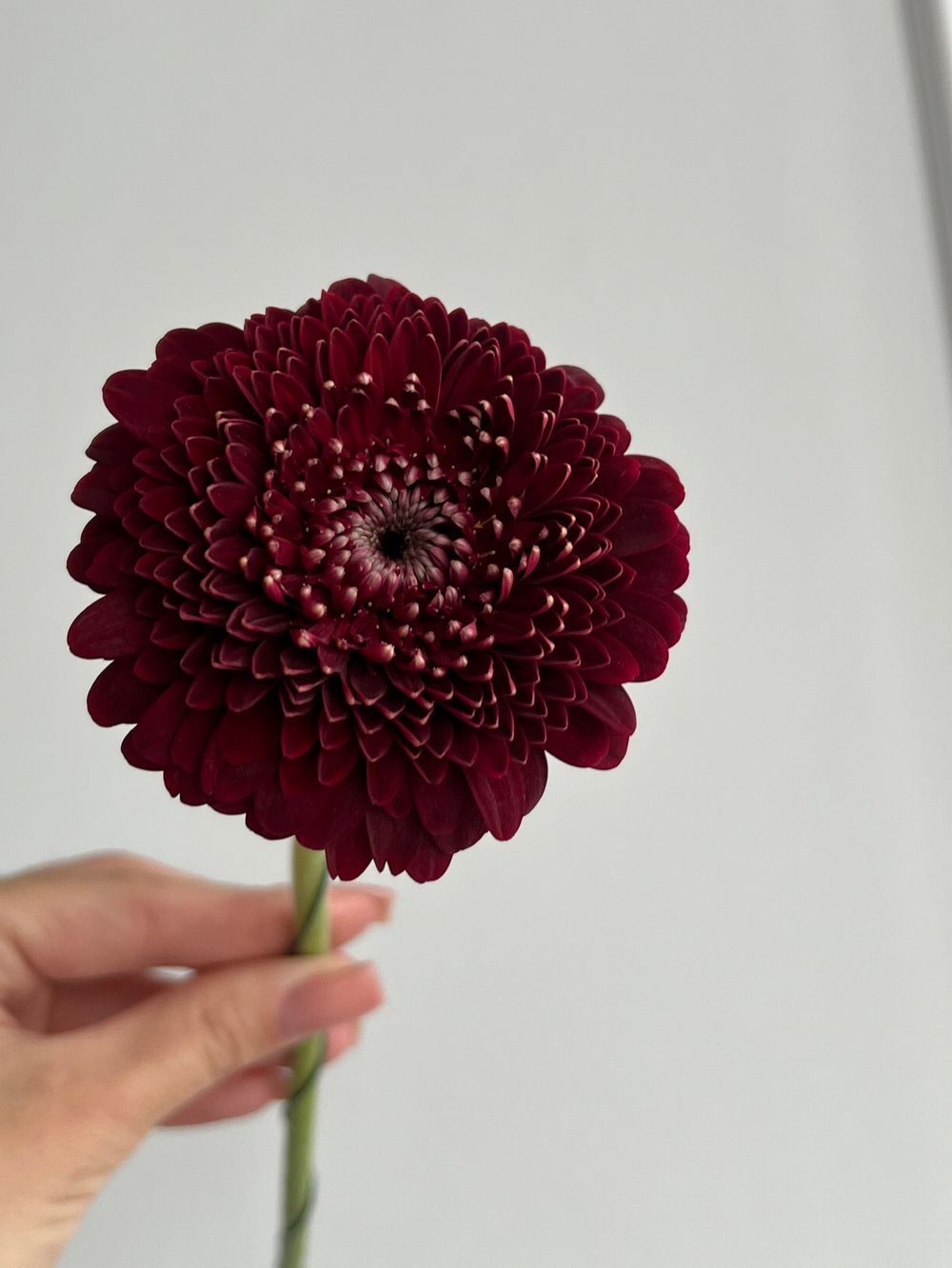 Гербера в бордовом оттенке