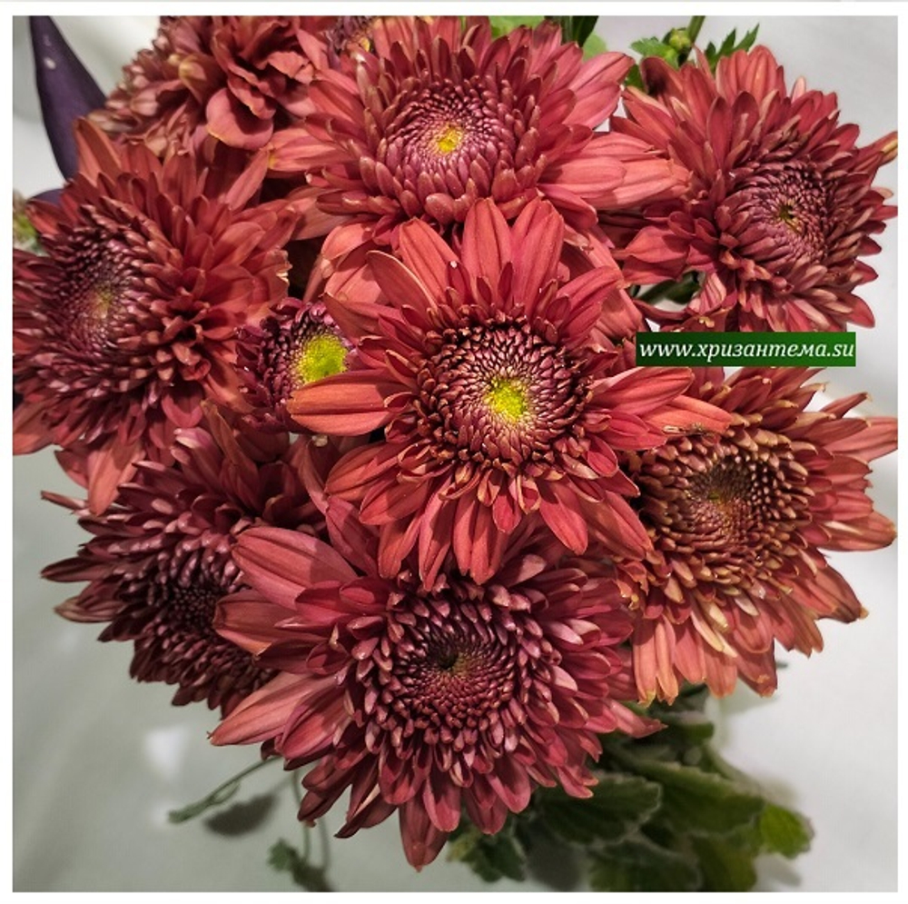 Хризантема корейская Pompon Red /поставка весна 2026г/