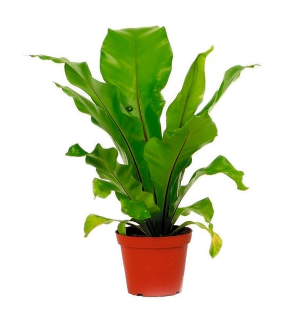 Асплениум Нидус