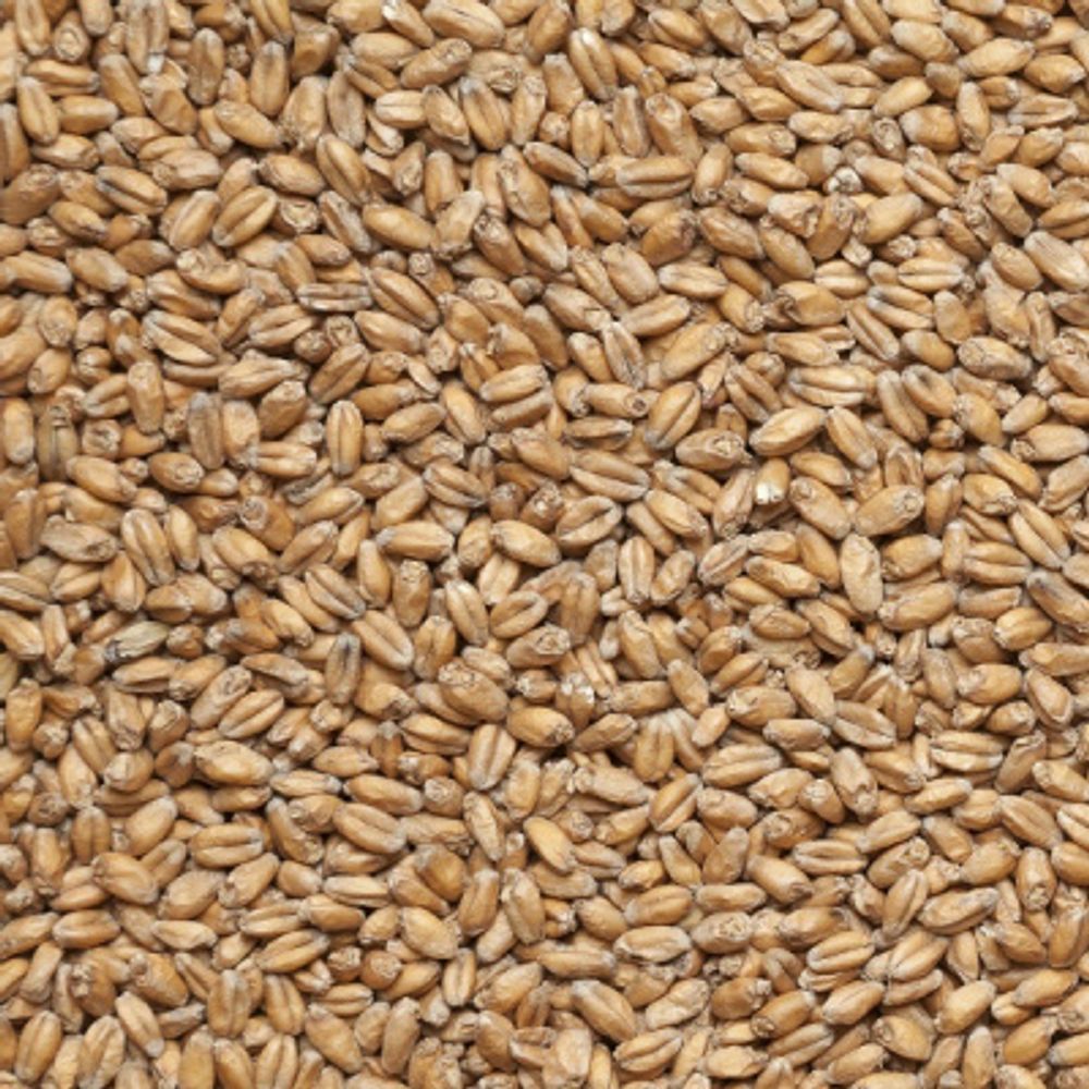 Солод Пшеничный Светлый - Wheat Malt 4-6 EBC (Курский солод)