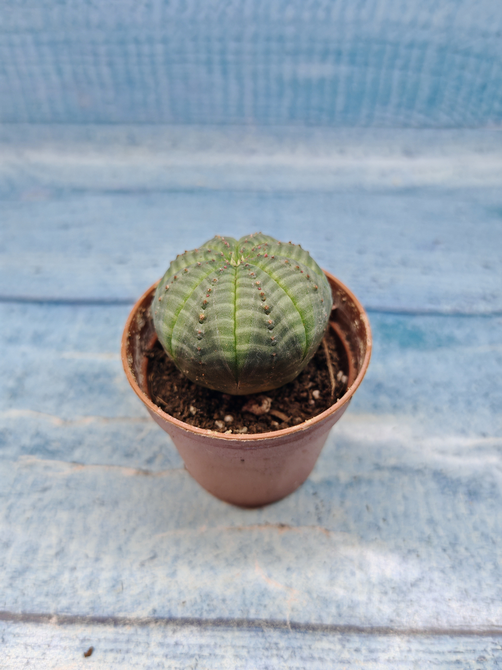 Euphoria Obesa (Эуфорбия)