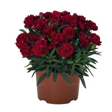 1657 Гвоздика Sprint Red Velvet (Весна 2026)