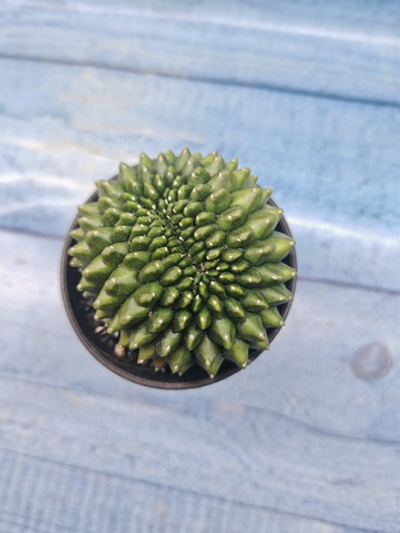 Gymnocalycium Spineless Crested form (Гимнокалициум Кристатный)