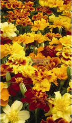 Бархатцы отклоненные SAFARI MIX