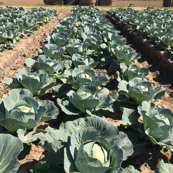 Корсума F1 семена капусты белокочанной (Rijk Zwaan / Райк Цваан) в поле – фото 7