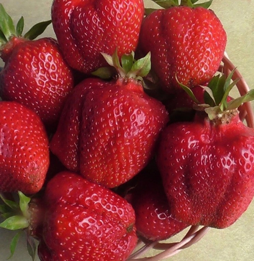 Александра (Aleksandra), Италии, новинка 2022 г.