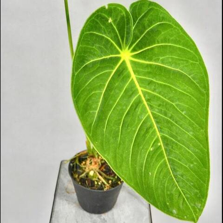 Антуриум COLUMBIA