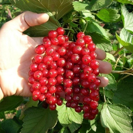 Смородина ранняя красная Джонкер Ван Тетс