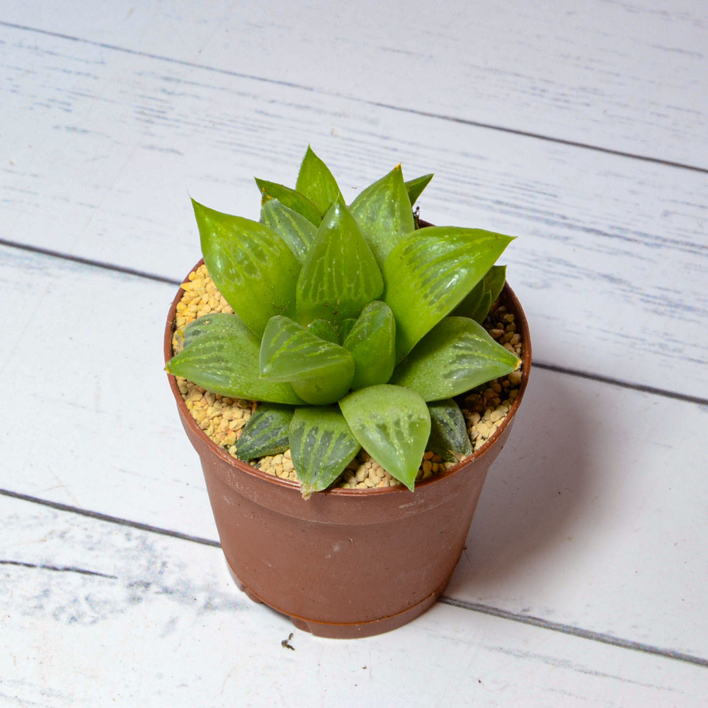 Haworthia Turgida (Хавортия)
