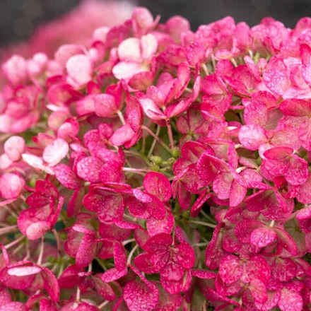 Гортензия метельчатая Литтл Рози (Hydrangea paniculata Little Rosy)